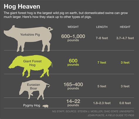Vídeo Exclusivo O Maior Porco Revelado Do Mundo National Geographic