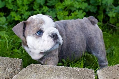 The english bulldog's eyes are dark and set low and wide on the forehead in the frontal plane. Blue Bulldogs - Bullymake Box - A Dog Subscription Box For ...