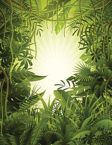 Rainforest Clip Art Vector Images And Illustrations Istock
