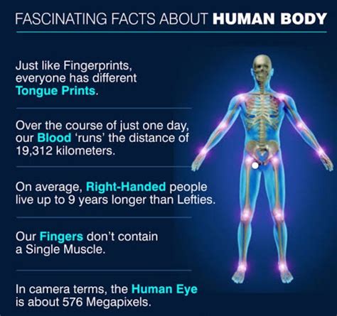 Fascinating Facts About The Human Body Fun Facts Some Amazing Facts