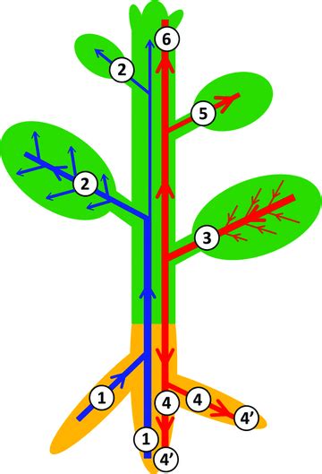 The Plant Vascular System Evolution Development And Functionsf