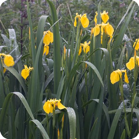 Yellow Flag Iris Pseudacorus Plug Plants Cumbria Wildflowers