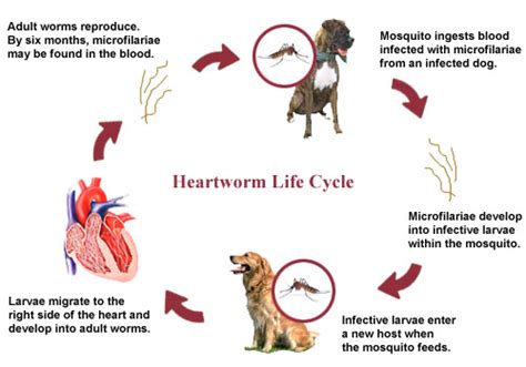 We'll teach you the best way to introduce a dog to a cat, so all parties are happy. Natural Heartworm Prevention - Melissa Malinowski, ND