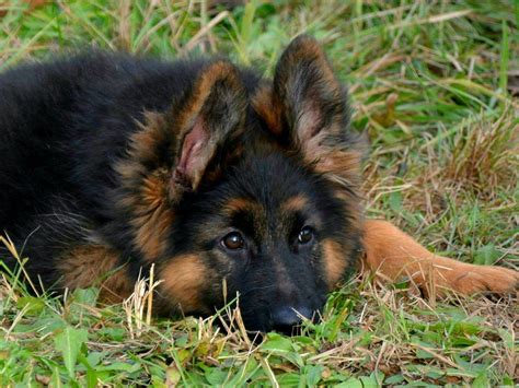 Extreme German Shepherds Puppies For Sale
