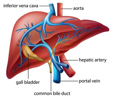 In humans, it is located in the right upper quadrant of the abdomen, below the diaphragm. oilsandplants.com ~ The Liver