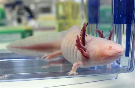 The Largest Genome Ever Decoding The Axolotl Research Institute Of