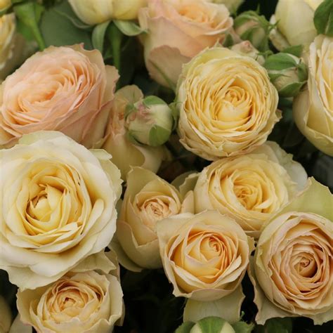 Citrine Gem Spray Roses L Florabundance Wholesale Flowers