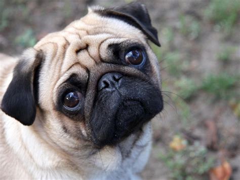 Cute Pug Dog Photo And Wallpaper Beautiful Cute Pug Dog Pictures