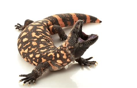 Gila Monster Facts Critterfacts