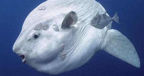 Meet The Mola Mola The Ocean Sunfish As Big As A Rhino