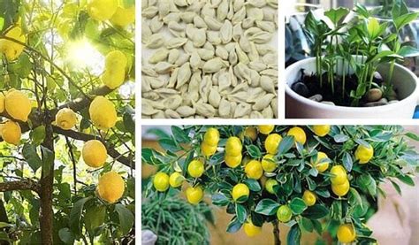 How To Germinate Lemon Seeds At Home Step To Health