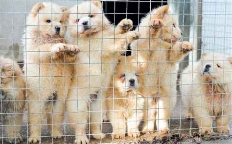 I would like to sell due to medical reasons. Pet shops to be banned from selling puppies
