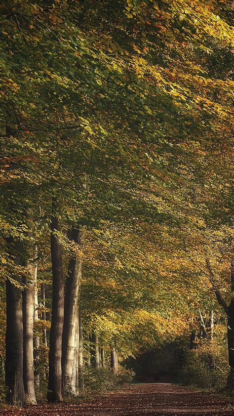 Path Of Forest During Fall 4k Hd Nature Wallpapers Hd Wallpapers Id