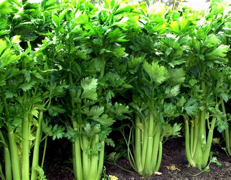 How To Grow Celery Growing Celery In Containers Celery