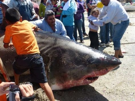 Biggest Sharks Ever Caught 8 Photos Klykercom