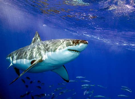 Freshwater Sharks Shark Week Discovery
