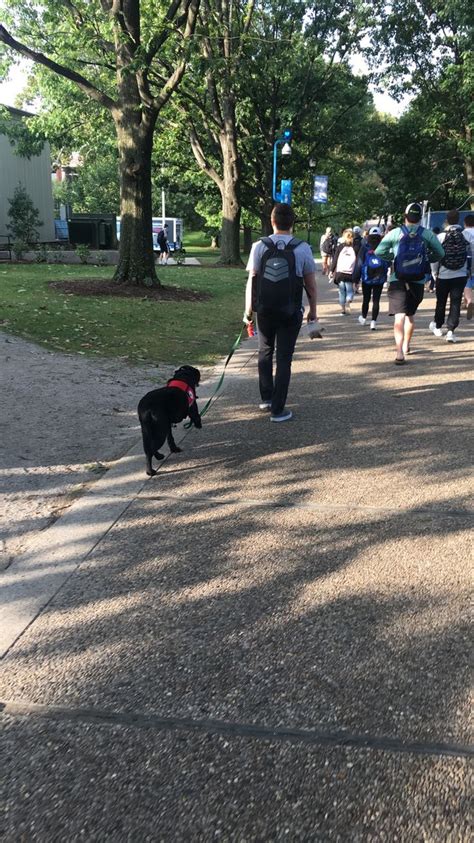 Service Doggos 2 There Are So Many Service Dogs On Uks Campus I