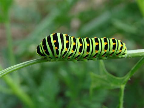 Covered in tiny red spots and stripes with yellow centers. Green Caterpillar Identification Guide: 18 Common Types ...