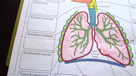 Big Respiratory System Foldable By Tangstar Science Youtube