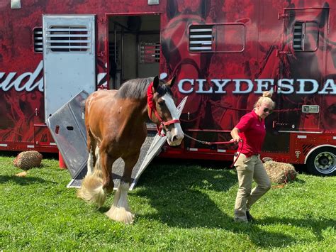 Nyra Announces Schedule For Budweiser Clydesdales Visit To Saratoga