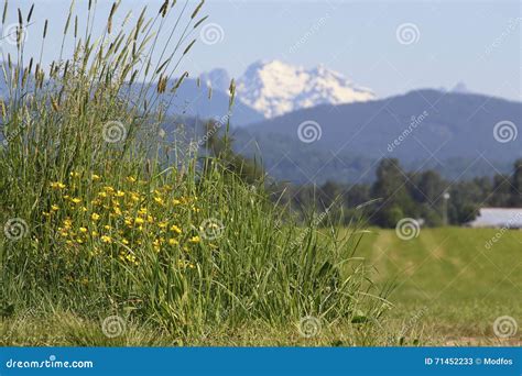 Wild Yellow Mountain Flowers Stock Image Image Of Springtime