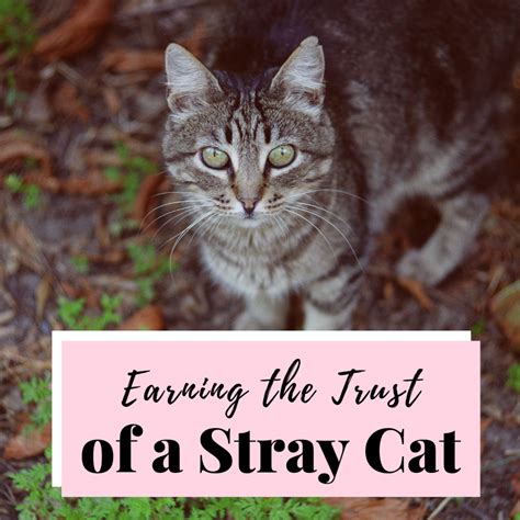 How To Tame A Feral Kitten Uk Taming Feral Kittens Cat Action Trust