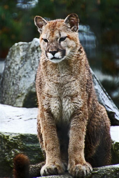 Cougar Cougar Mountain Zoo Issaquah Wa Jett Brooks Flickr