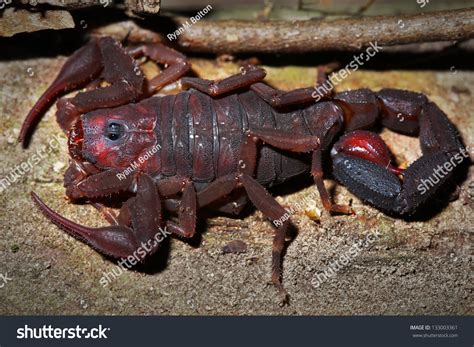 Unidentified Scorpion Species On A Tree In The Rainforest Of Ranomafana