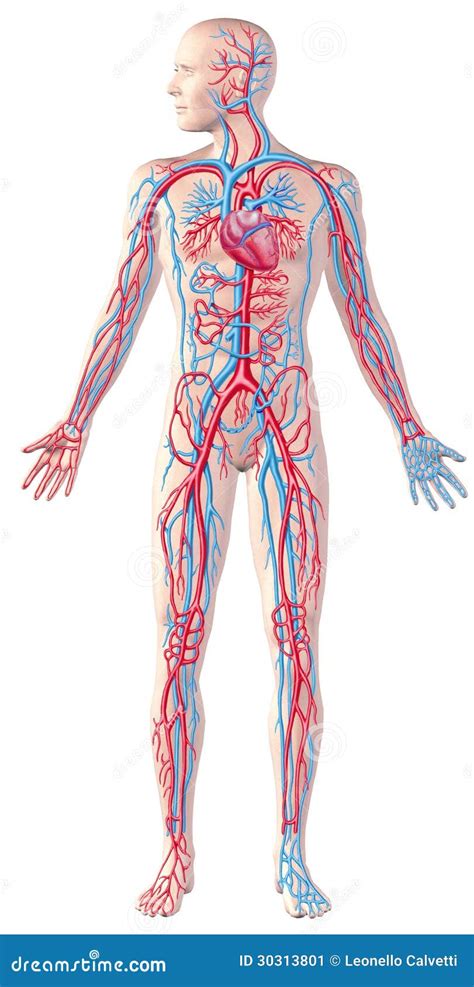 Appareil Circulatoire Humain Plein Chiffre Illustrat Coupé D anatomie Illustration Stock