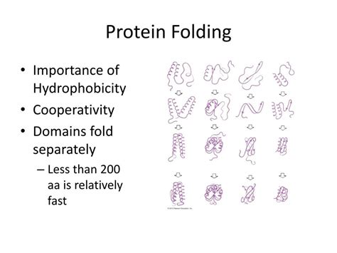 Ppt Protein Structure Function Powerpoint Presentation Free Download Id 3090255