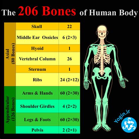 اسکلت محوری :: یوگین