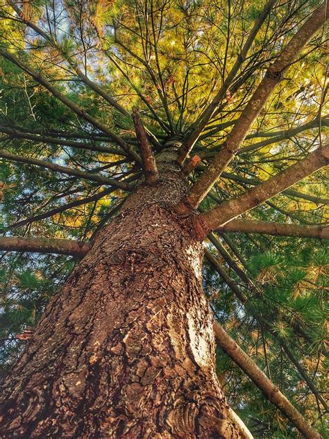 Autumn Pine Tree Photograph By Carol Mellema Fine Art America