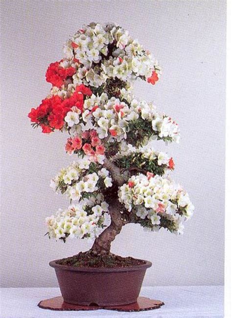 Azalea flowers come in many vibrant colors, while the plant itself can be formed into different shapes and styles. Bonsai flowers, | Bonsai tree types, Bonsai flower ...