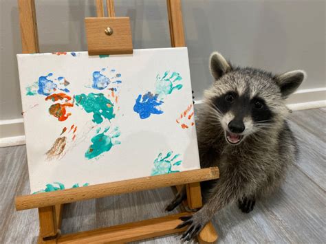 Tito The Finger Painting Raccoon