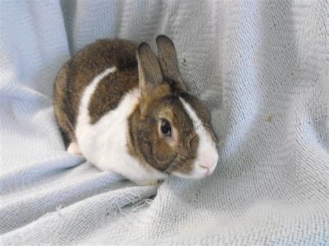 Rabbitsforadoption Adopted Dulci And Dakota Cute Bunny