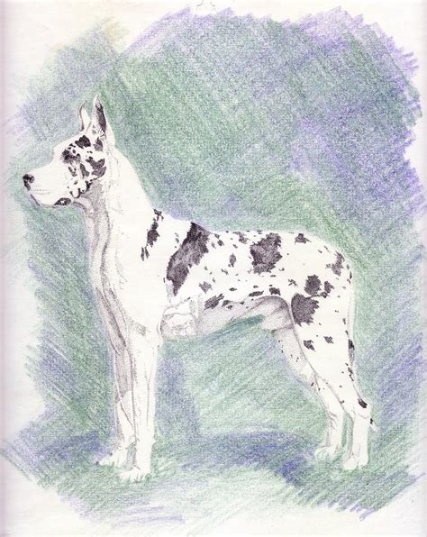 It is only in how we. Animal Art by Jeannie: Drawings from years ago