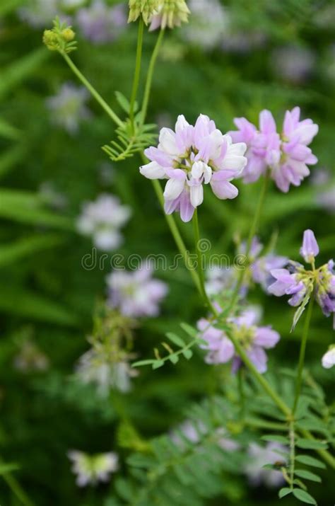 Pink Clover Flowers Or Crown Vetch Coronilla Stock Photo Image Of