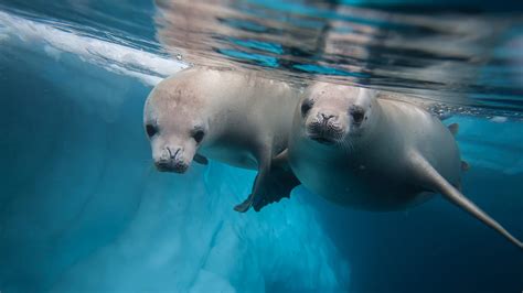 Seals Are In Body Of Water Hd Animals Wallpapers Hd Wallpapers Id