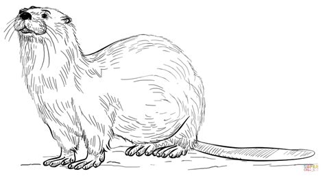realistic river otter coloring page  printable coloring pages