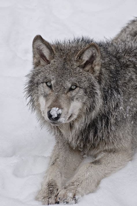 20 Best Timberwolves Images Wild Animals Animals Beautiful Gray Wolf