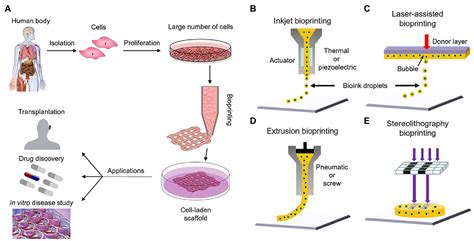 Frontiers 3d Bioprinting Of Vascularized Tissues For In Vitro And In