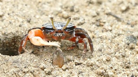 Fiddler Crab Image Free Stock Photo Public Domain Photo Cc0 Images