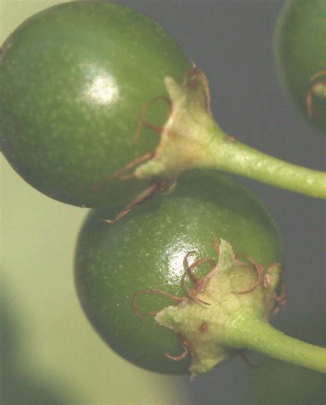 identifying choke cherry a source of x disease [fact sheet] extension