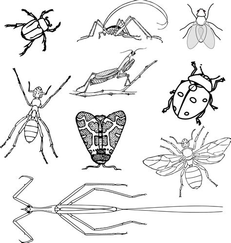 Stick Insect Clip Art Black And White Sketch Coloring Page