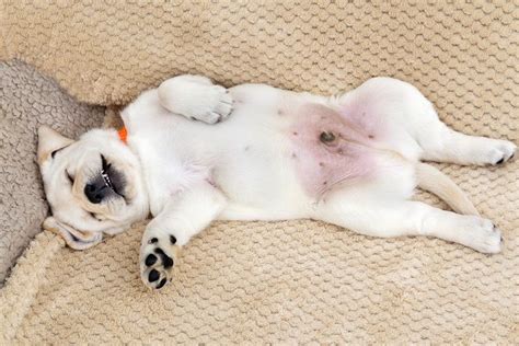 Do Dogs Have Belly Buttons Shocking Revelation