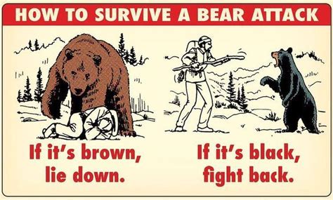Pin On Bears