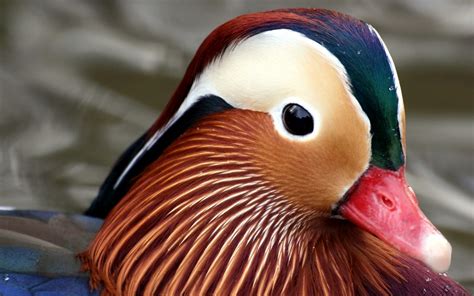 Mandarin Duck Bird Ducks 1 Wallpapers Hd Desktop And