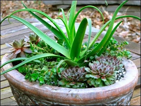 Defining Your Home Garden And Travel My First Succulent Container Garden