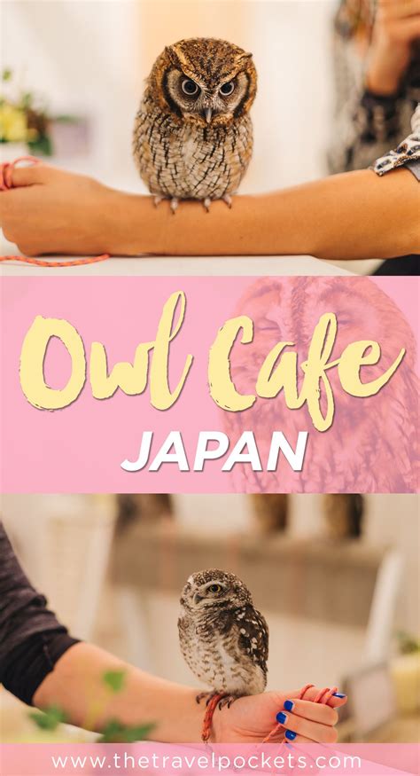 Visiting The Owl Cafe In Akihabara Japan Was The Coolest Experience