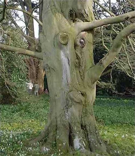 Penis Tree And Trees Which Look Like Women Ultrafeel Tv